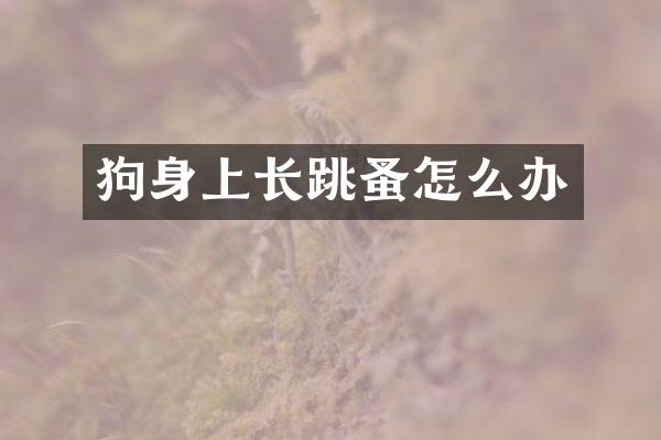 狗身上长跳蚤怎么办