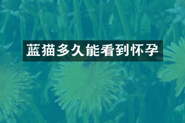 蓝猫多久能看到怀孕