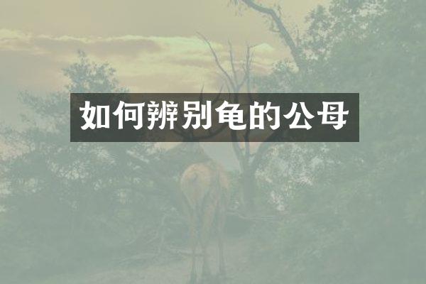 如何辨别龟的公母