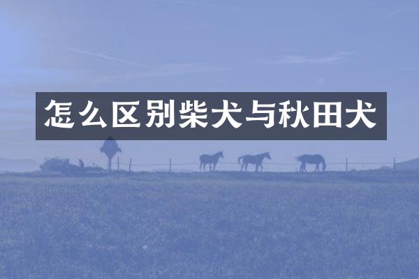 怎么区别柴犬与秋田犬