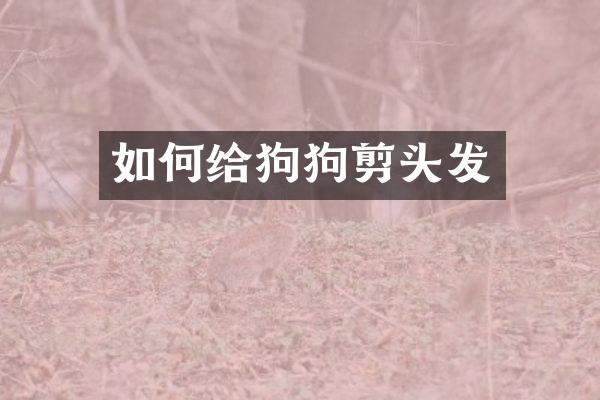 如何给狗狗剪头发