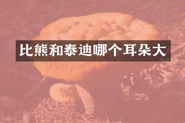 比熊和泰迪哪个耳朵大