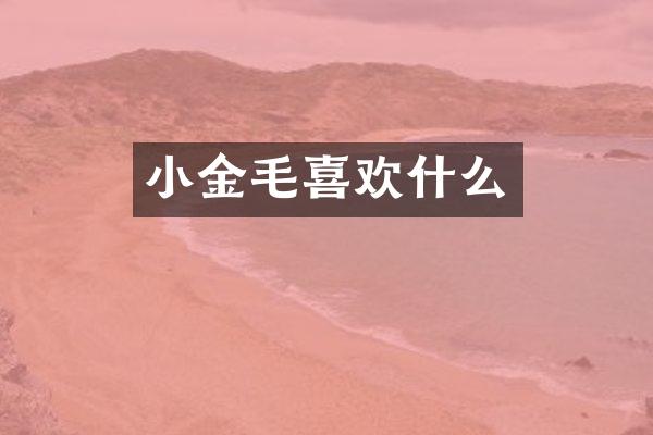 小金毛喜欢什么