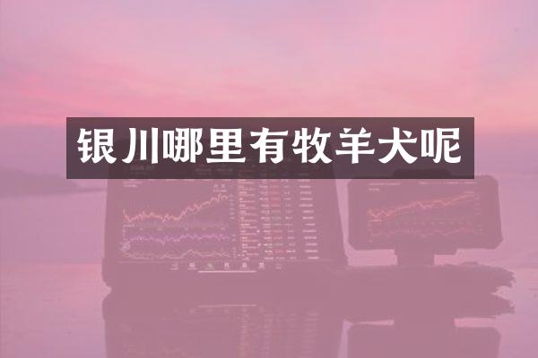 银川哪里有牧羊犬呢