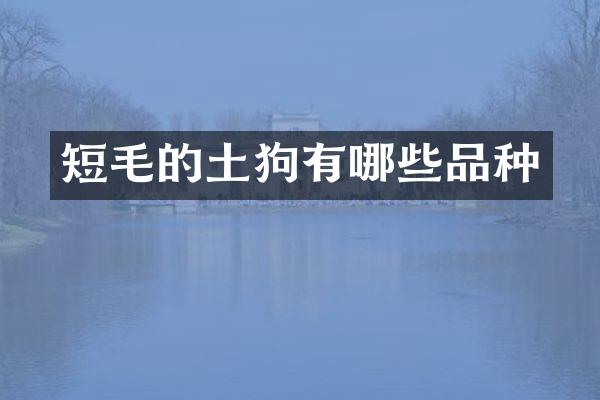 短毛的土狗有哪些品种