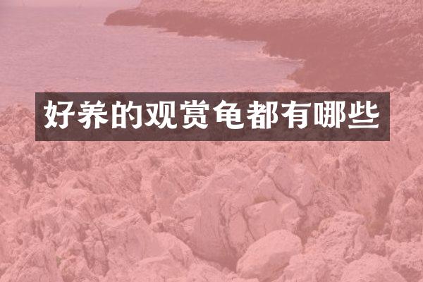好养的观赏龟都有哪些