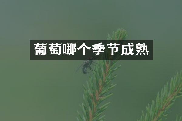 葡萄哪个季节成熟