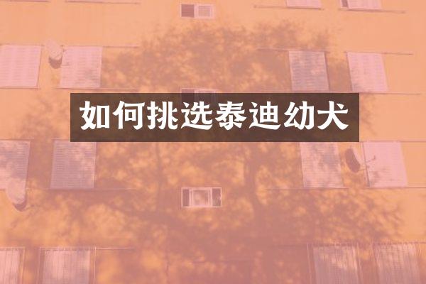 如何挑选泰迪幼犬