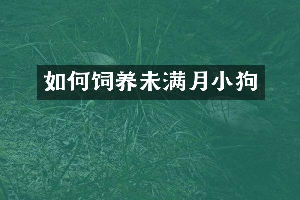 如何饲养未满月小狗