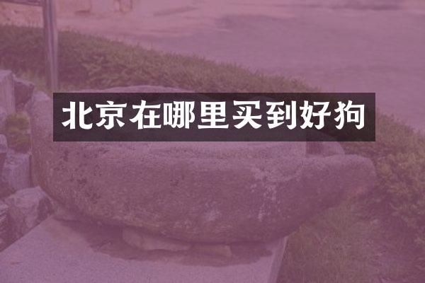 北京在哪里买到好狗