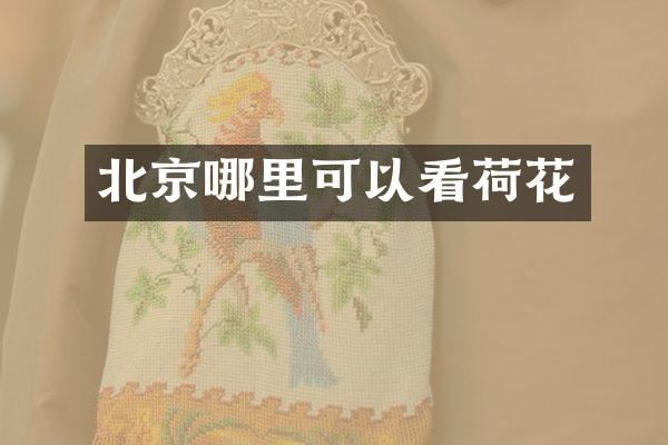 北京哪里可以看荷花