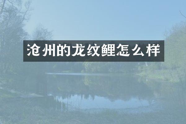沧州的龙纹鲤怎么样