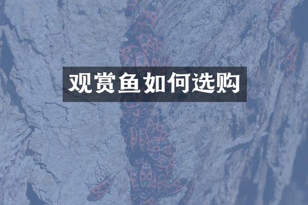 观赏鱼如何选购