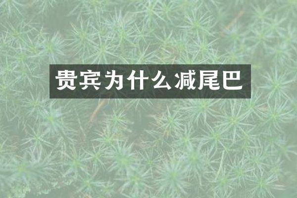 贵宾为什么减尾巴