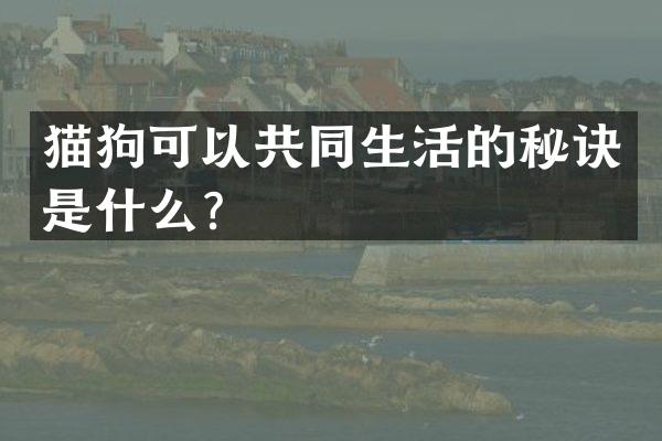 猫狗可以共同生活的秘诀是什么？