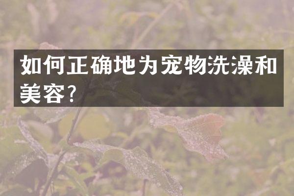 如何正确地为宠物洗澡和美容？