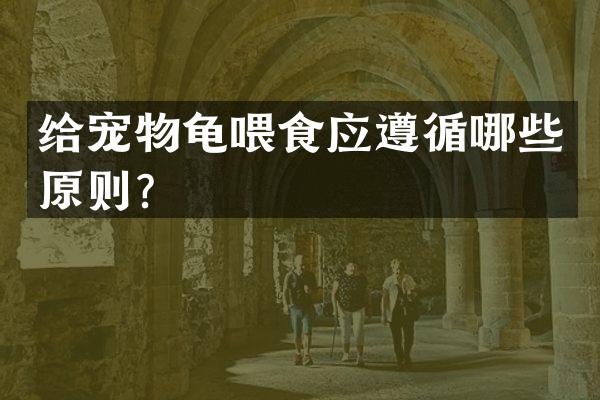 给宠物龟喂食应遵循哪些原则？