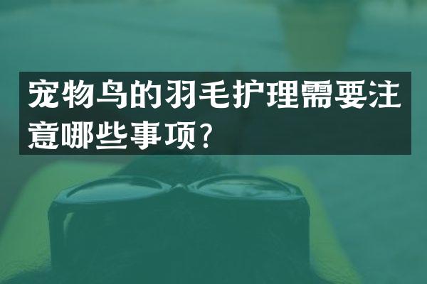宠物鸟的羽毛护理需要注意哪些事项？