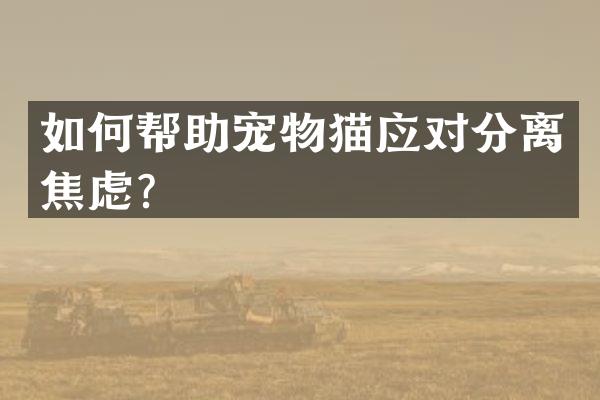 如何帮助宠物猫应对分离焦虑？
