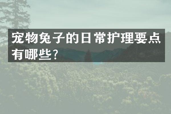 宠物兔子的日常护理要点有哪些？
