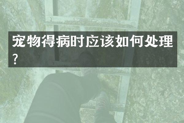 宠物得病时应该如何处理？