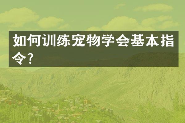 如何训练宠物学会基本指令？