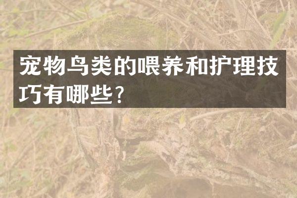 宠物鸟类的喂养和护理技巧有哪些？