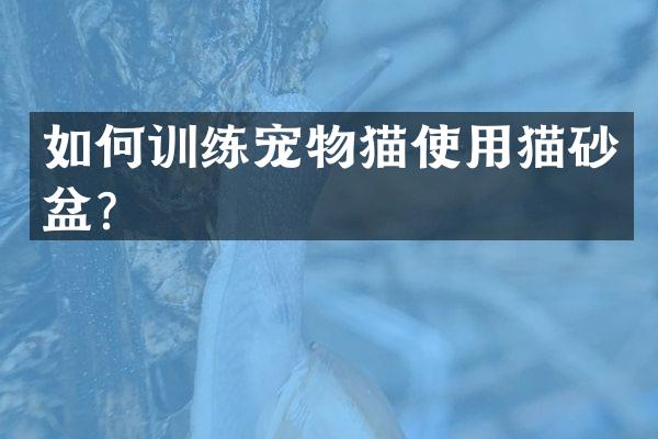 如何训练宠物猫使用猫砂盆？
