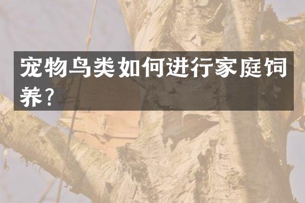 宠物鸟类如何进行家庭饲养？