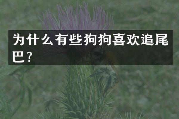 为什么有些狗狗喜欢追尾巴？