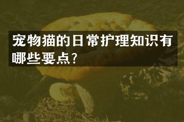 宠物猫的日常护理知识有哪些要点？