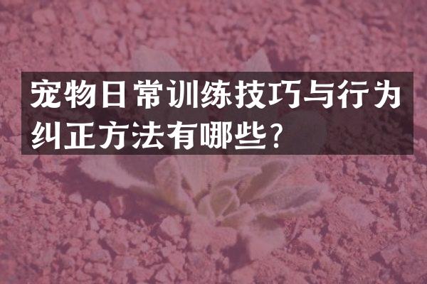 宠物日常训练技巧与行为纠正方法有哪些？
