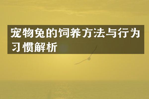宠物兔的饲养方法与行为习惯解析