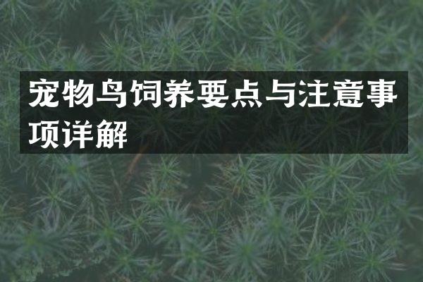 宠物鸟饲养要点与注意事项详解