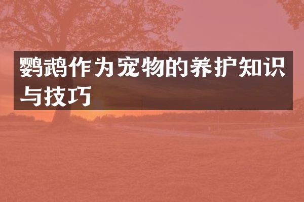 鹦鹉作为宠物的养护知识与技巧
