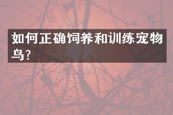 如何正确饲养和训练宠物鸟？