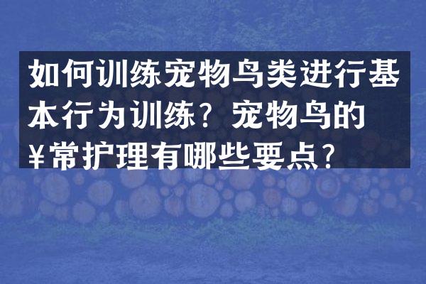 如何训练宠物鸟类进行基本行为训练？宠物鸟的日常护理有哪些要点？