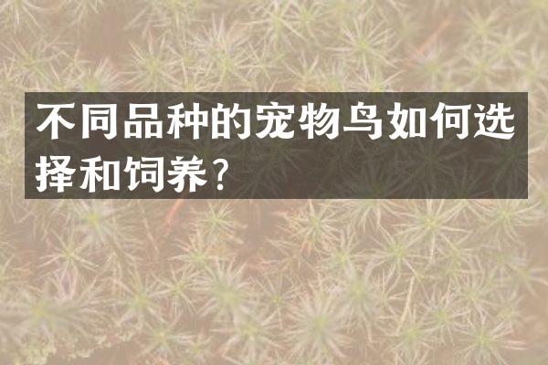 不同品种的宠物鸟如何选择和饲养？